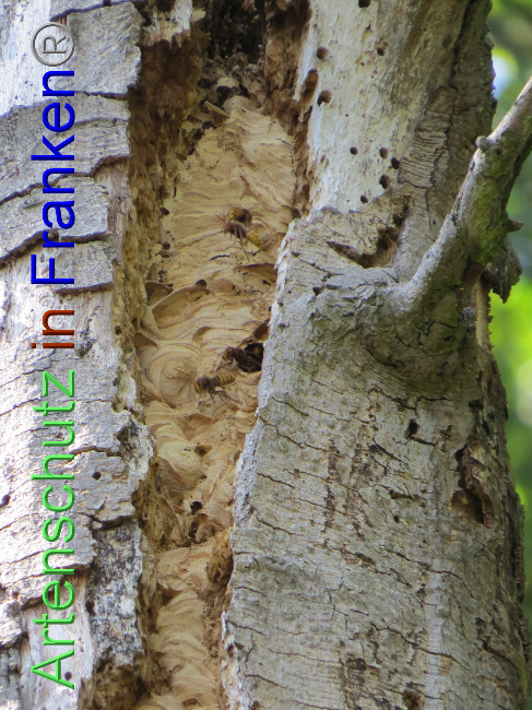 © Artenschutz in Franken® Bild zum Eintrag (1073819-160)