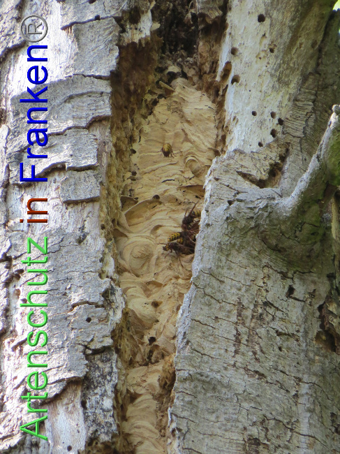© Artenschutz in Franken® Bild zum Eintrag (1073820-160)