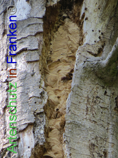 © Artenschutz in Franken® Bild zum Eintrag (1073821-160)