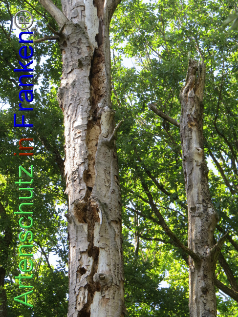 © Artenschutz in Franken® Bild zum Eintrag (1073826-160)