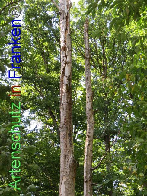 © Artenschutz in Franken® Bild zum Eintrag (1073827-160)