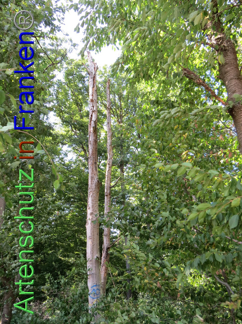 © Artenschutz in Franken® Bild zum Eintrag (1073828-160)