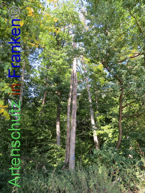 © Artenschutz in Franken® Bild zum Eintrag (1073866-160)