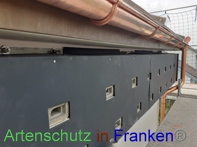 © Artenschutz in Franken® Bild zum Eintrag (1074073-160)