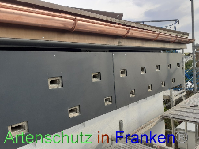 © Artenschutz in Franken® Bild zum Eintrag (1074074-160)