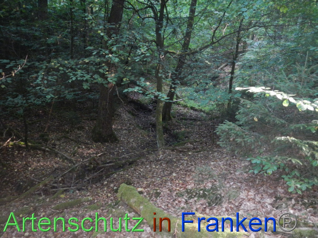 © Artenschutz in Franken® Bild zum Eintrag (1074210-160)