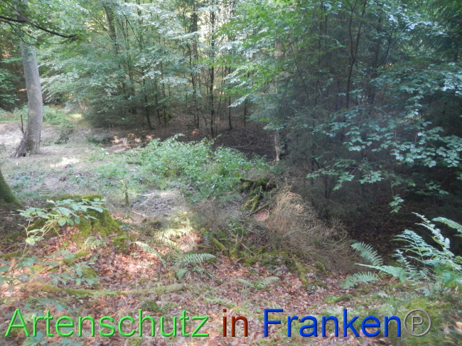 © Artenschutz in Franken® Bild zum Eintrag (1074214-160)