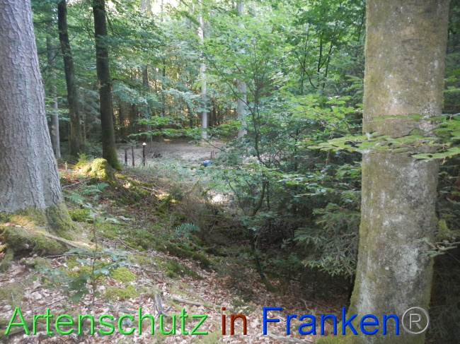 © Artenschutz in Franken® Bild zum Eintrag (1074215-160)