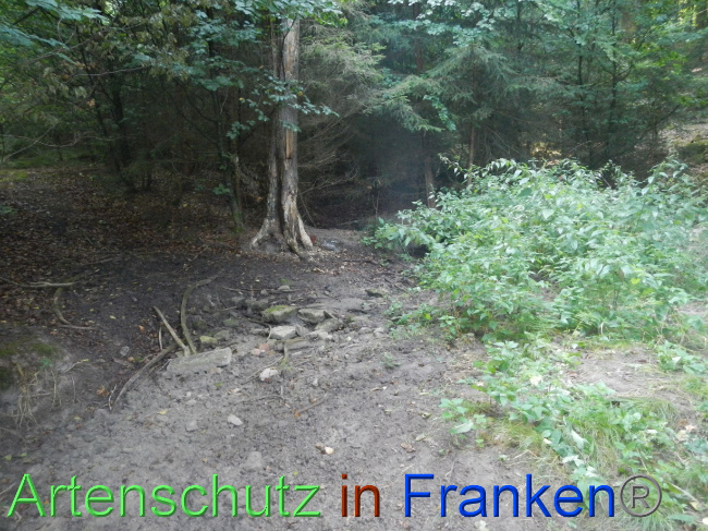 © Artenschutz in Franken® Bild zum Eintrag (1074221-160)