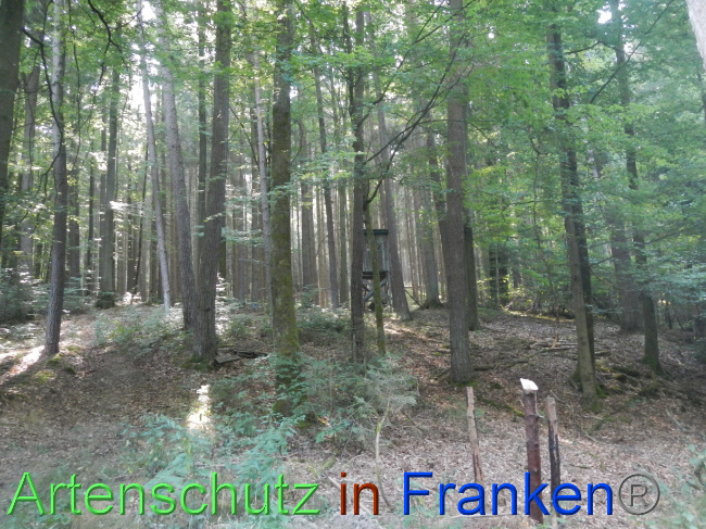 © Artenschutz in Franken® Bild zum Eintrag (1074222-160)