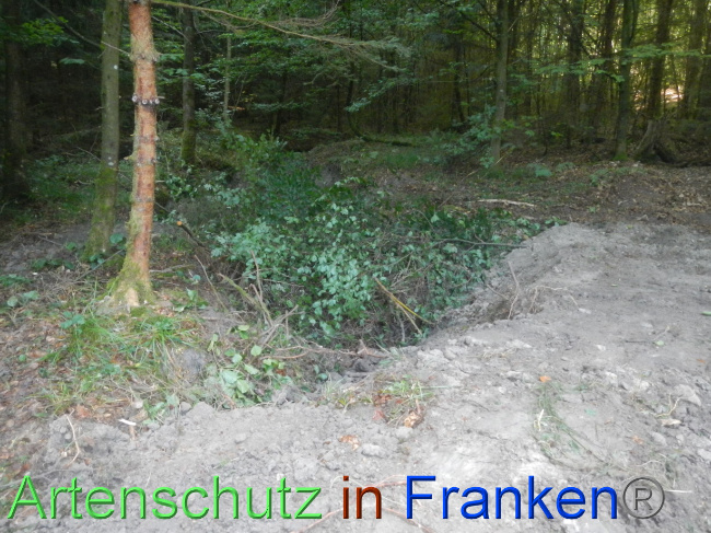© Artenschutz in Franken® Bild zum Eintrag (1074228-160)