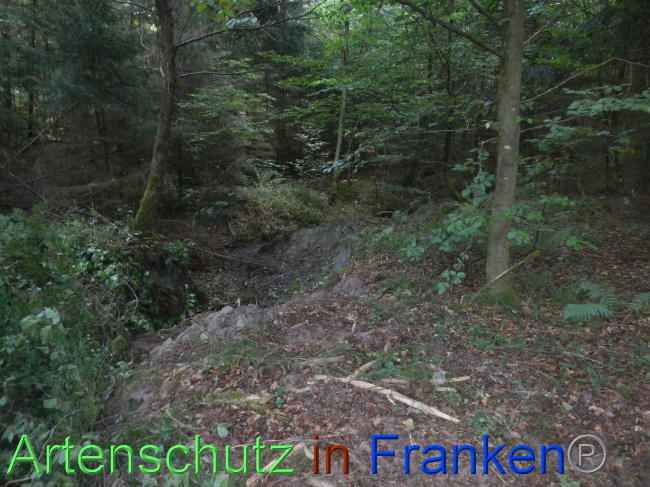 © Artenschutz in Franken® Bild zum Eintrag (1074229-160)