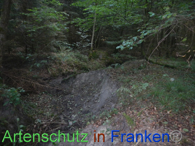 © Artenschutz in Franken® Bild zum Eintrag (1074230-160)