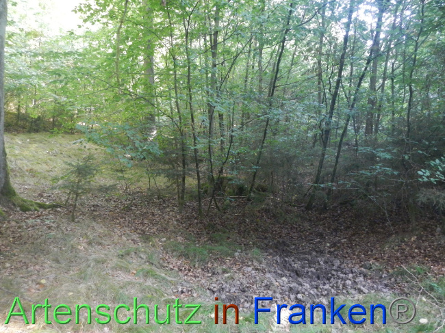 © Artenschutz in Franken® Bild zum Eintrag (1074244-160)
