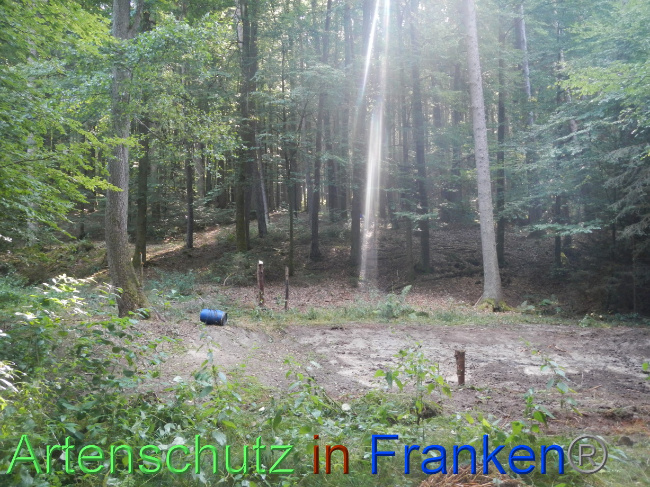 © Artenschutz in Franken® Bild zum Eintrag (1074245-160)