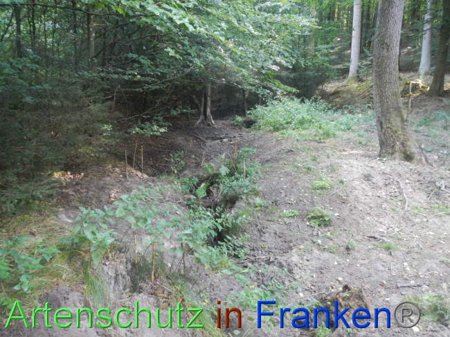 © Artenschutz in Franken® Bild zum Eintrag (1074246-160)
