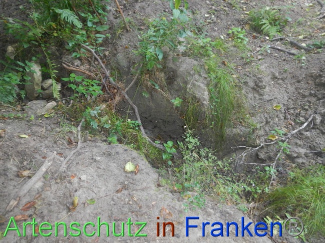© Artenschutz in Franken® Bild zum Eintrag (1074251-160)