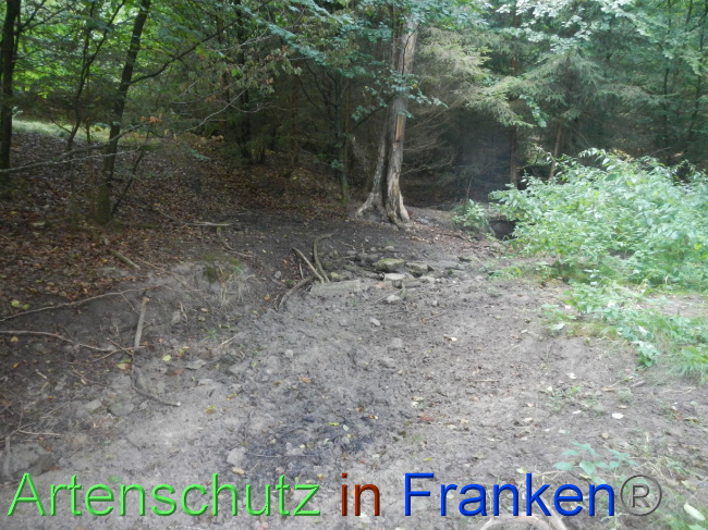 © Artenschutz in Franken® Bild zum Eintrag (1074253-160)