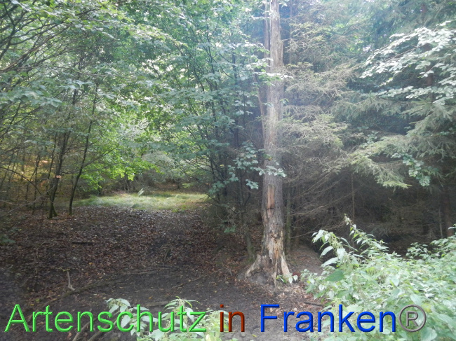© Artenschutz in Franken® Bild zum Eintrag (1074259-160)