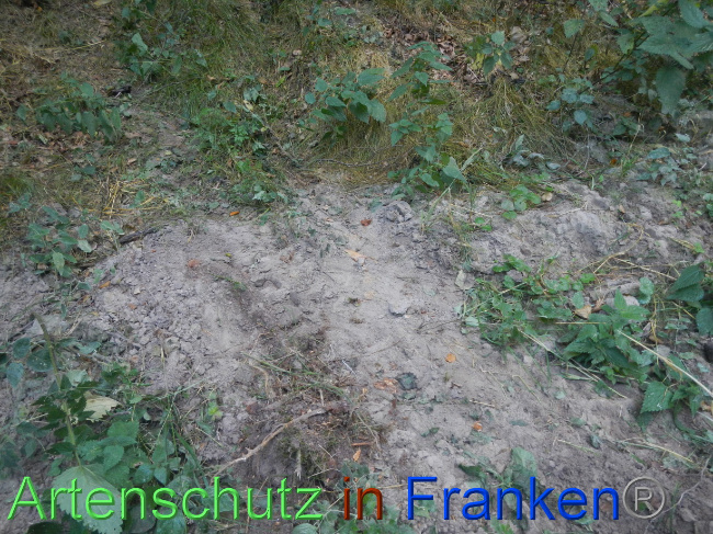 © Artenschutz in Franken® Bild zum Eintrag (1074261-160)