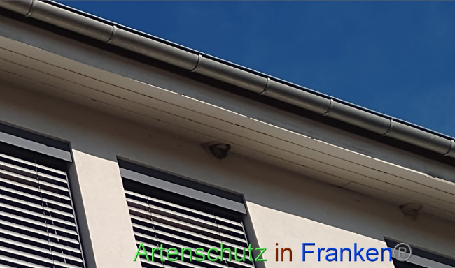 © Artenschutz in Franken® Bild zum Eintrag (1074387-160)