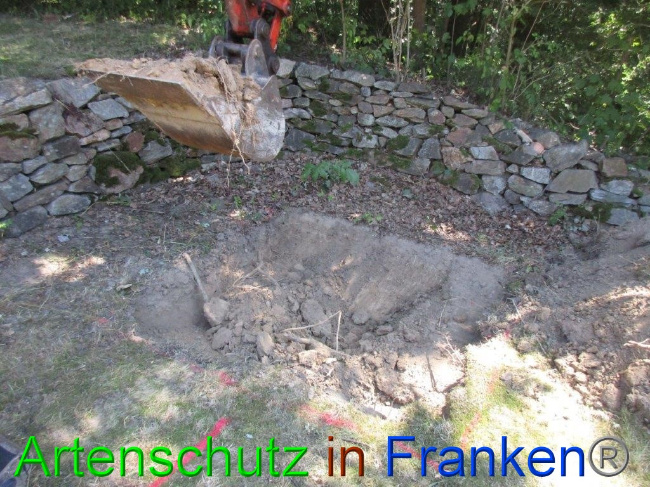 © Artenschutz in Franken® Bild zum Eintrag (1074486-160)