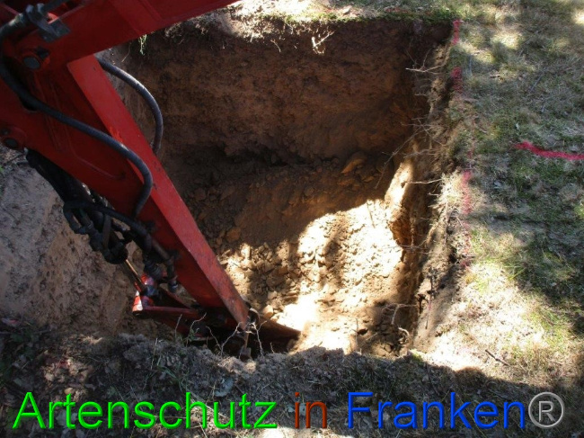 © Artenschutz in Franken® Bild zum Eintrag (1074487-160)