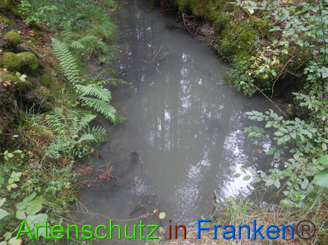 © Artenschutz in Franken® Bild zum Eintrag (1074675-160)