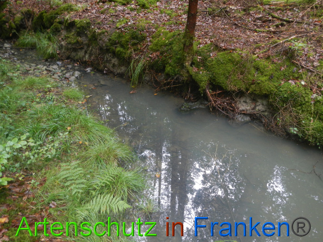 © Artenschutz in Franken® Bild zum Eintrag (1074678-160)