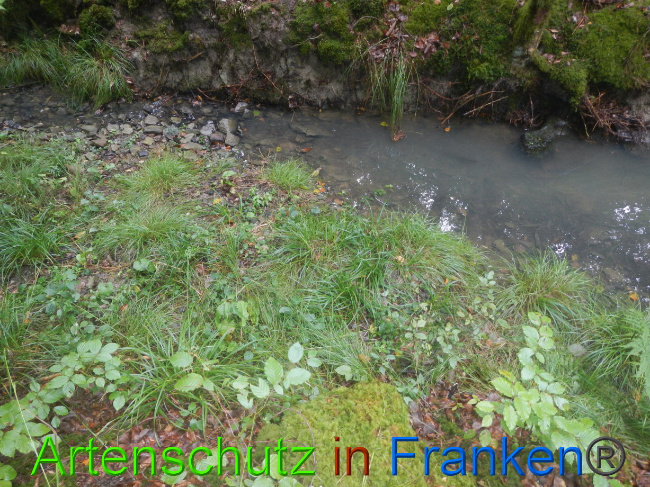 © Artenschutz in Franken® Bild zum Eintrag (1074679-160)
