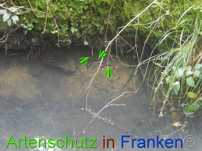 © Artenschutz in Franken® Bild zum Eintrag (1074764-160)