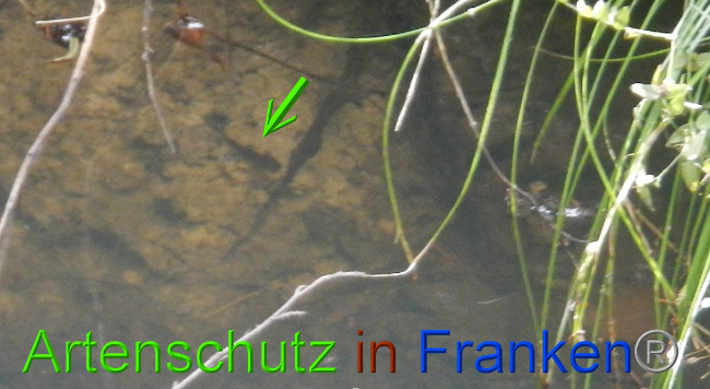 © Artenschutz in Franken® Bild zum Eintrag (1074766-160)