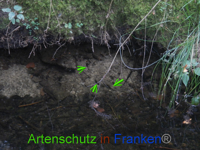 © Artenschutz in Franken® Bild zum Eintrag (1074998-160)