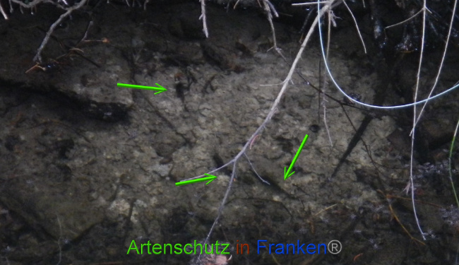 © Artenschutz in Franken® Bild zum Eintrag (1074999-160)