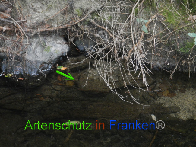 © Artenschutz in Franken® Bild zum Eintrag (1075000-160)