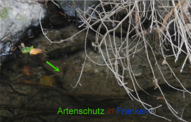 © Artenschutz in Franken® Bild zum Eintrag (1075001-160)