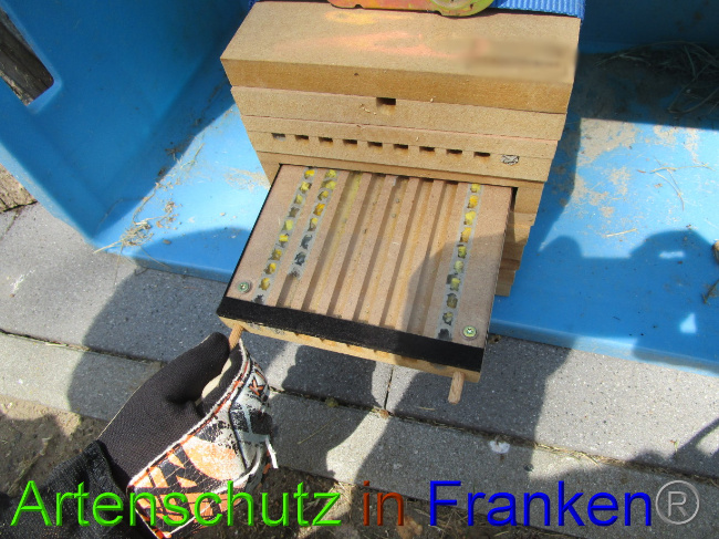 © Artenschutz in Franken® Bild zum Eintrag (1075255-160)