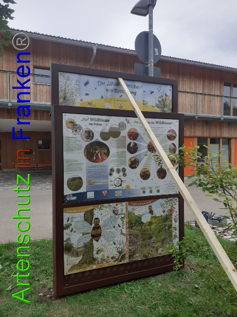 © Artenschutz in Franken® Bild zum Eintrag (1075279-160)
