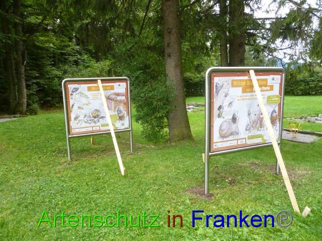 © Artenschutz in Franken® Bild zum Eintrag (1075293-160)