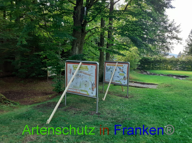 © Artenschutz in Franken® Bild zum Eintrag (1075297-160)