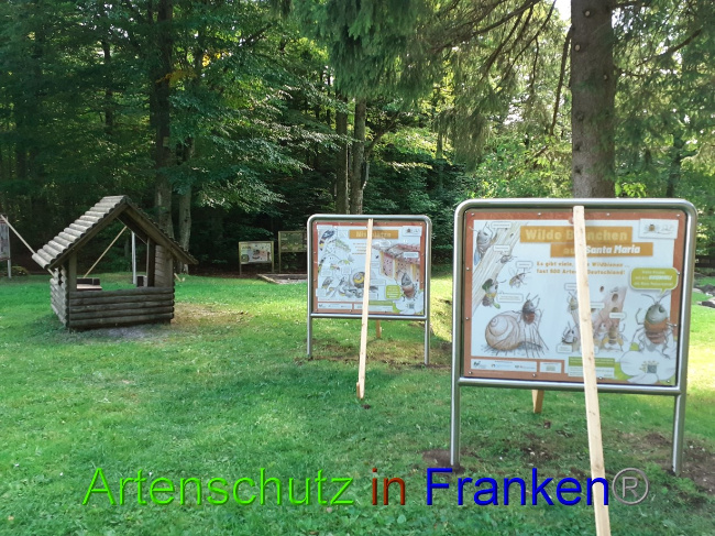 © Artenschutz in Franken® Bild zum Eintrag (1075298-160)
