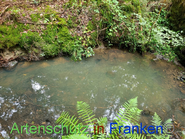 © Artenschutz in Franken® Bild zum Eintrag (1075622-160)