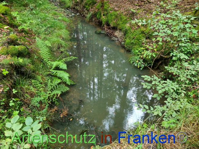 © Artenschutz in Franken® Bild zum Eintrag (1075624-160)