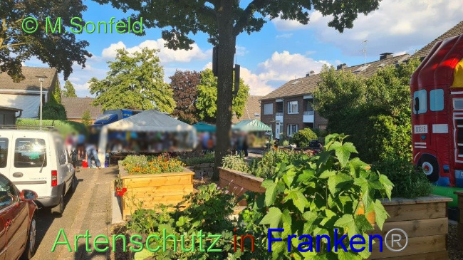 © Artenschutz in Franken® / Sonfeld Bild zum Eintrag (1075695-160)