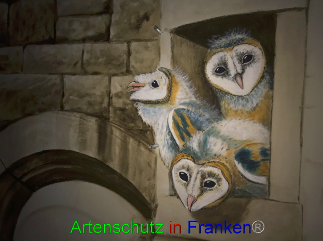 © Artenschutz in Franken® Bild zum Eintrag (1075837-160)