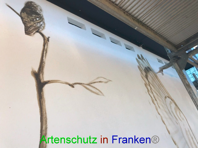 © Artenschutz in Franken® Bild zum Eintrag (1075843-160)