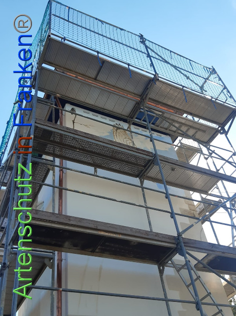 © Artenschutz in Franken® Bild zum Eintrag (1075882-160)
