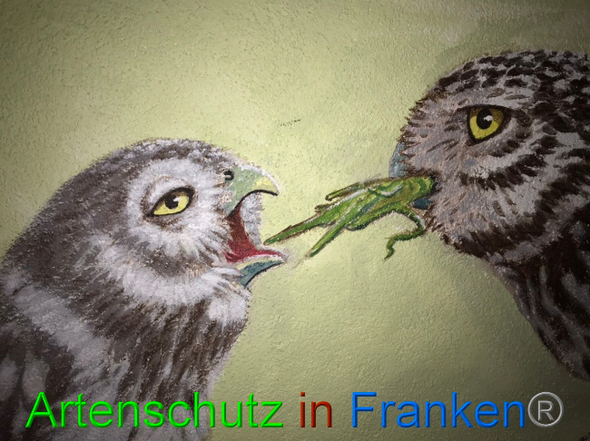 © Artenschutz in Franken® Bild zum Eintrag (1076175-160)