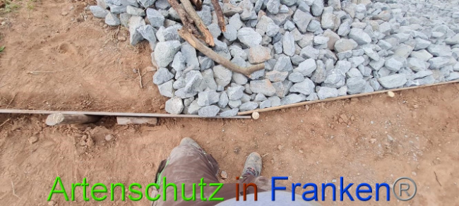 © Artenschutz in Franken® Bild zum Eintrag (1076262-160)