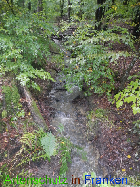 © Artenschutz in Franken® Bild zum Eintrag (1076367-160)